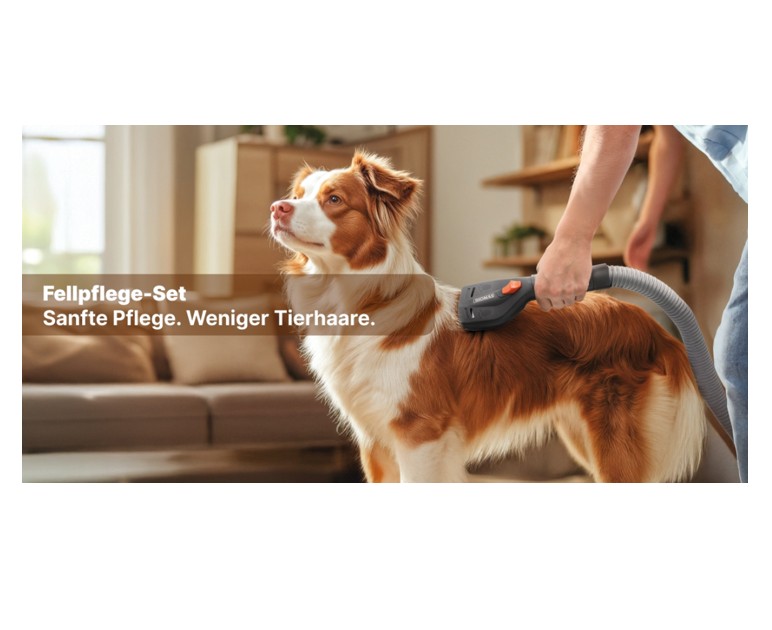 Tier, Hund, Säugetier, Haustier, 